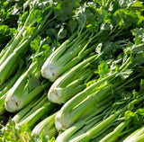UTAH 52-70 CELERY SEEDS 2000+ VEGETABLE garden Apium graveolens FREE SHIPPING Garden Plants