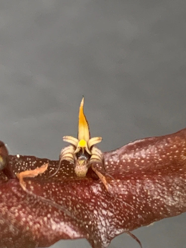 Orchid bud on dark brown plant stem, with small white and yellow flowers
