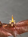 BULBOPHYLLUM MAXIMUM SPECIES ORCHID in FLOWER & in BUD Orchids