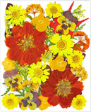 34 Pcs Yellow Dried Pressed Flowers for Resin, Real Natural Bulk Dry Wildflowers Dried Flower