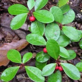Live Wintergreen Teaberry Plants (Gaultheria procumbens) for Shade Garden - Pack Garden Plants