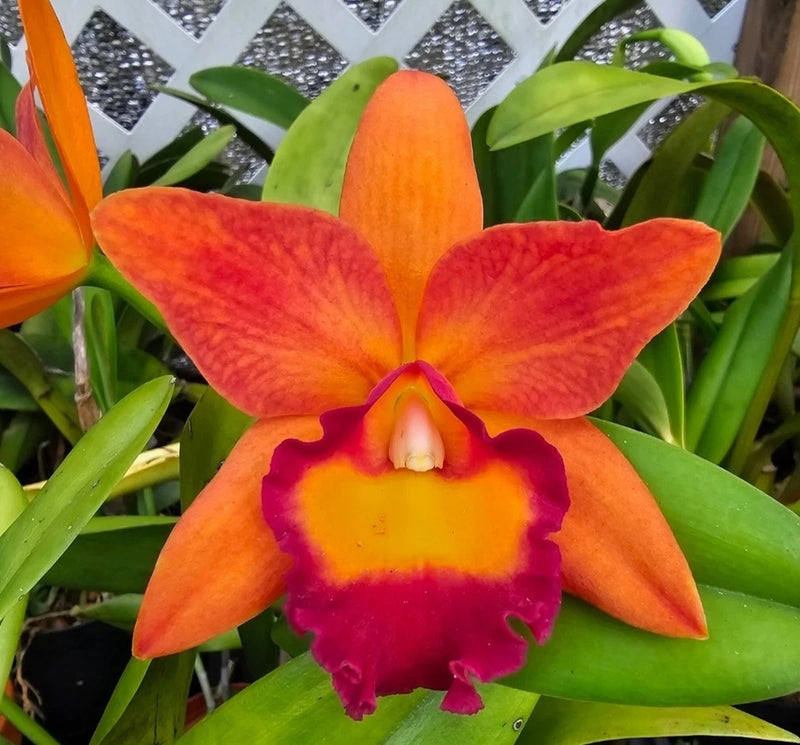 Orange cattleya orchid bloom with red center, green leaves in view