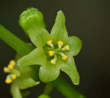 Dioscorea wallichii | WallichÕs Yam | 20_Seeds Garden Plants