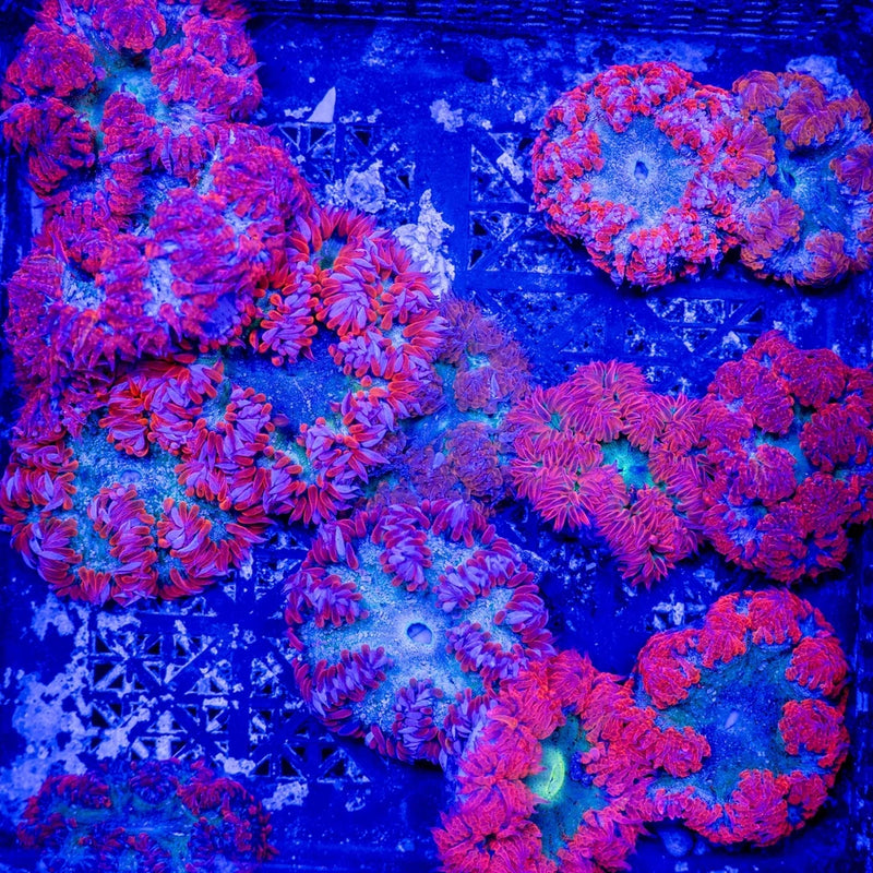 Ultra Red Rock Flower Anemone Anemone