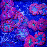 Ultra Red Rock Flower Anemone Anemone