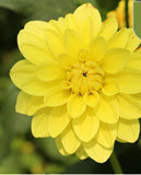 20 SEEDS for Yellow SUN DAHLIA rare flower exotic bloom garden plant USA Seller Garden Plants