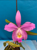 Pink orchid flower with yellow center in a small pot