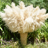 40" 33PCS Dried Pampas Grass Decor Tall,Large Natural Beige pompas Grass Tall Pa Pampas Grass