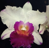 ORCHID PLANTS Rlc Nan Irene Wallis Hawaii seedling 2 in pot Orchids