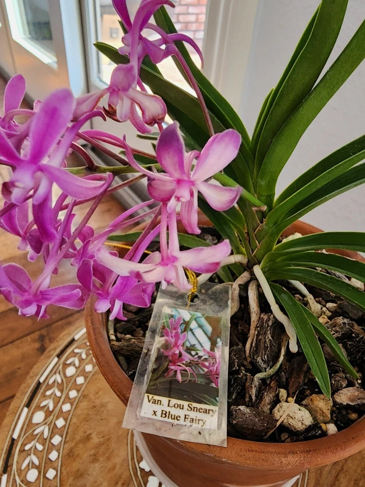 Purple fragrant orchid in terracotta pot with green leaves and hanging tag