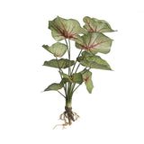 Landscape Architecture Decoration Green Plants Fake Colored Maranta arundinac... Green Plant