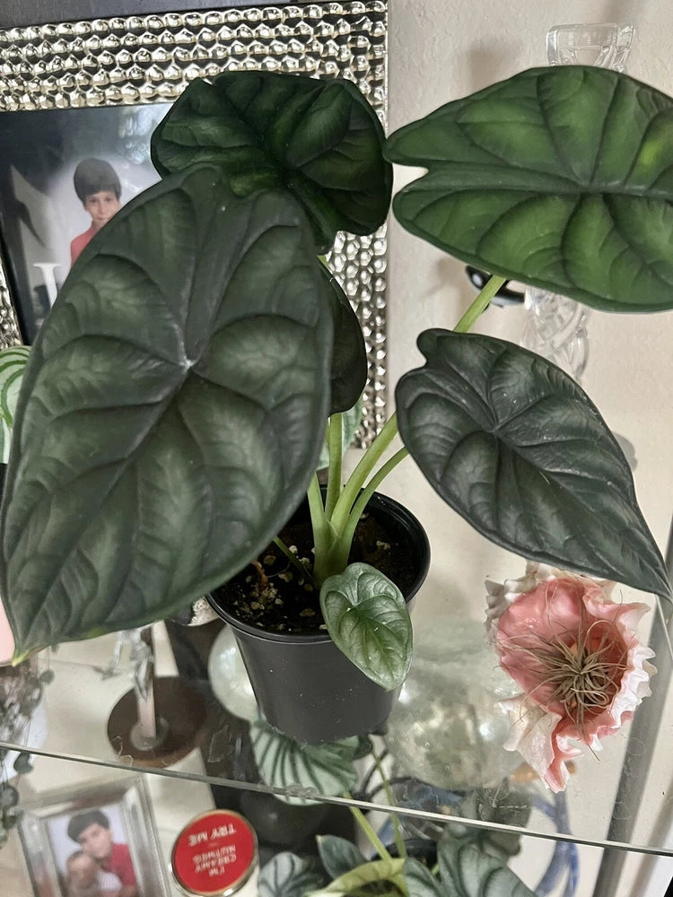 Potted alocasia plant with large dark green heart-shaped leaves