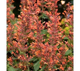 50+ Navajo Sunset Orange Hyssop Agasthache / Perennial Flower Seeds Garden Plants