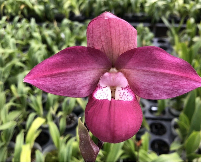 Pink-magenta orchid flower with rounded petals and spotted center