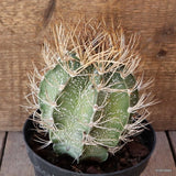 D4958 ASTROPHYTUM CAPRICORNE pot14-H12-W11 cm MaMa Cactus Green Plant
