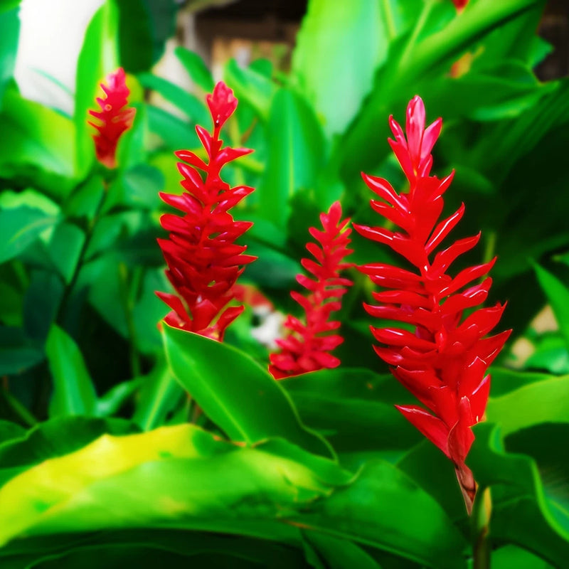 Curcuma plant with tall red flower spikes and broad green leaves