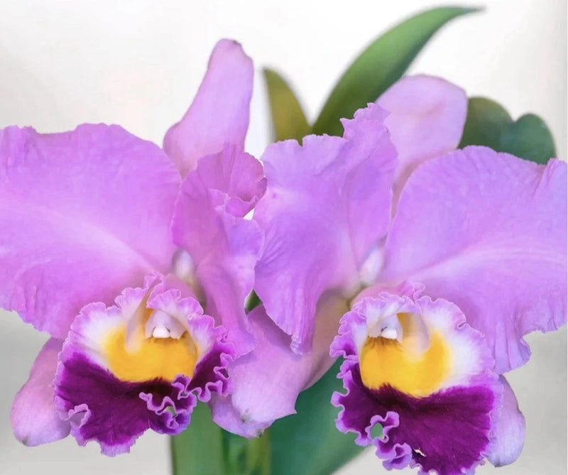 Purple orchid blossoms with yellow centers and green leaves