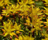 SEDUM STRIATUS STONECROP Phedimus Middendorfianus Striatum - 500 Bulk Seeds Garden Plants