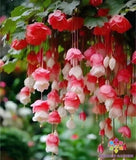 25+ Red & White Weeping Begonia Seeds for Garden Planting - USA - FREE SHIPPING! Garden Plants
