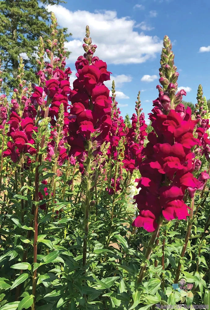 1000+ Potomac Royal Snapdragon Seeds for Garden Planting - USA - FREE SHIPPING! Garden Plants