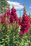 1000+ Potomac Royal Snapdragon Seeds for Garden Planting - USA - FREE SHIPPING! Garden Plants