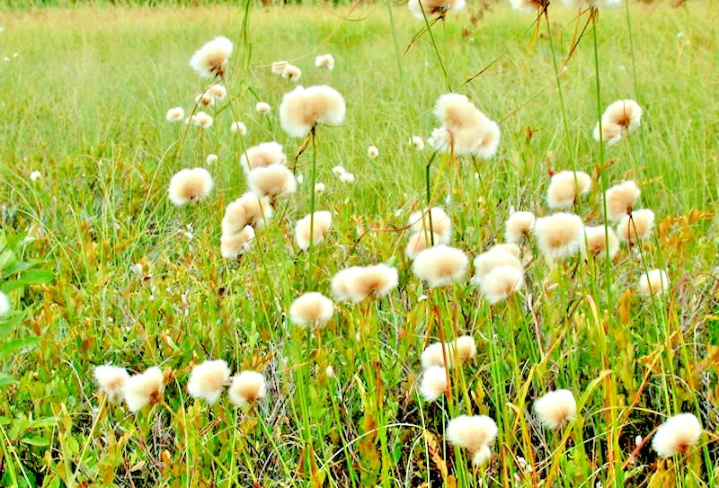 20 TAWNY COTTON GRASS SEEDS  -  Eriophorum virginicum Flowering Plants
