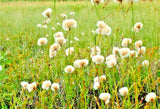 20 TAWNY COTTON GRASS SEEDS  -  Eriophorum virginicum Flowering Plants