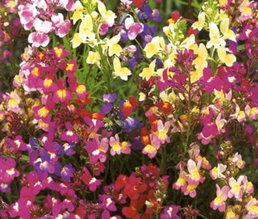 SPURRED SNAPDRAGON TOADFLAX FAIRY BOUQUET Linaria Maroccana - 25,000 Bulk Seeds Flowering Plants