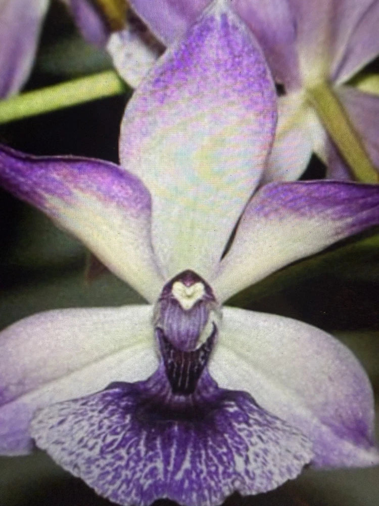 ORCHID PLANTS Zigo Blue Bird 1 rooted bulb no pot Orchids