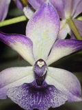 ORCHID PLANTS Zigo Blue Bird 1 rooted bulb no pot Orchids
