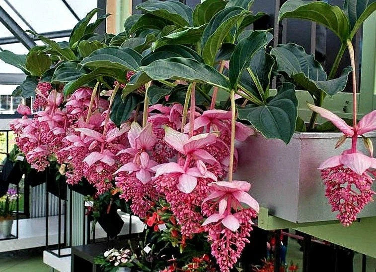 Pink Medinilla orchid plant with cascading clusters and glossy green leaves in pot