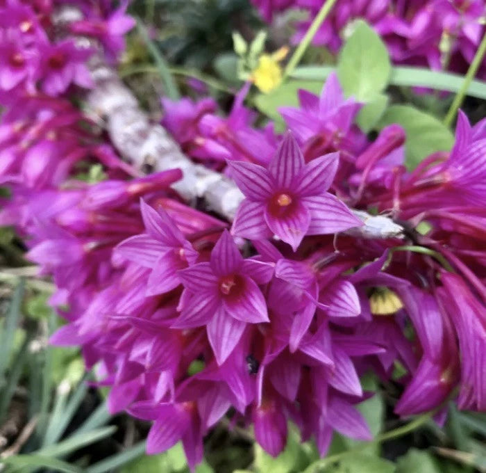 Purple fragrant orchid flower cluster with star-shaped blooms
