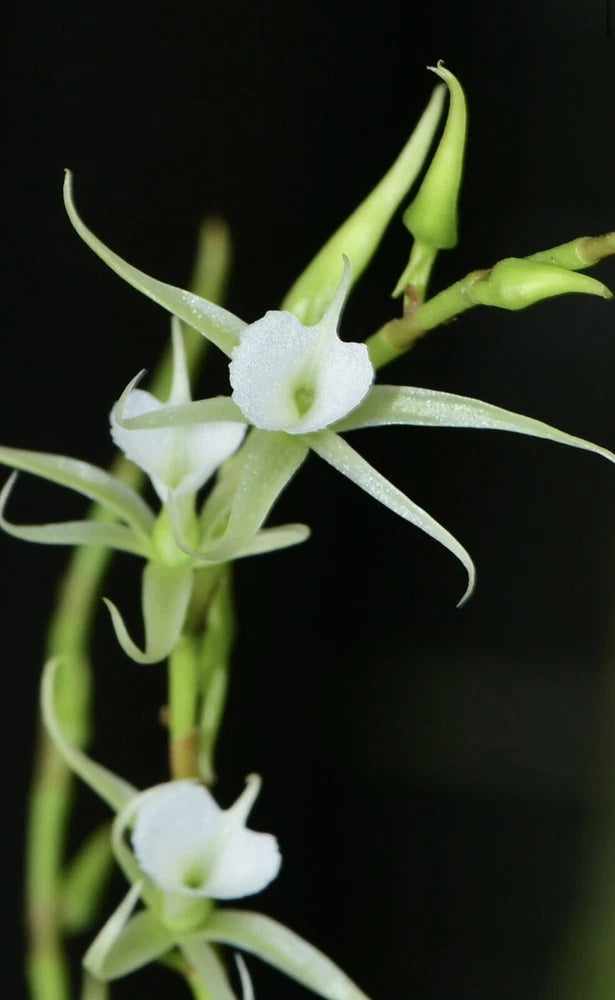Miniature orchid with white star-like blooms and green stems