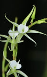 RARE miniature species - Oeoneilla polystachys Orchids