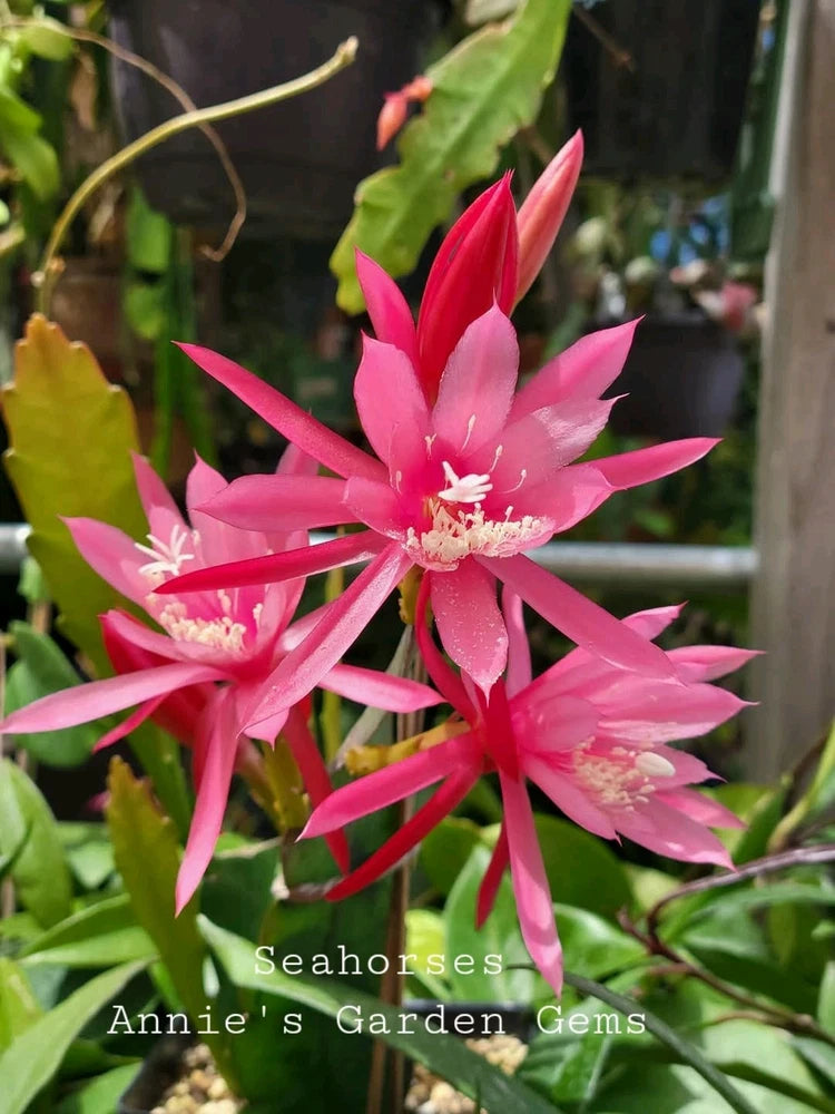 Pink Epiphyllum seahorse cactus flowers in a small pot
