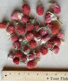 Dried Flowers GLOBE AMARANTH Heads ORANGE-red for Crafting Decorating Prim Farm Dried Flower