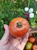 Persik Dwarf Tomato Seeds Organic 10 Count RARE *Free Shipping* Garden Plants