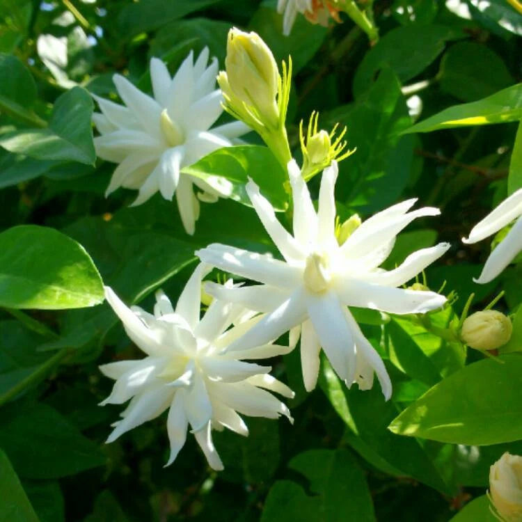 BELLE OF INDIA JASMINE~~Jasminum Sambac Double~Starter Plant~ Intensely Fragrant Garden Plants