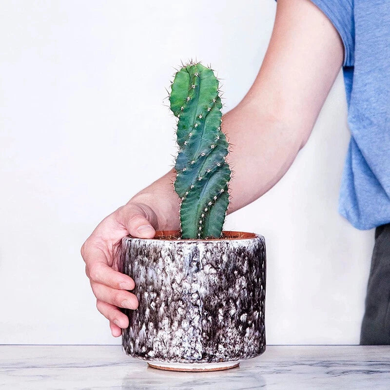 10-12CM Succulent Cactus Plant Cereus Forbesii Spiralis Cactaceae Home Garden Garden Plants
