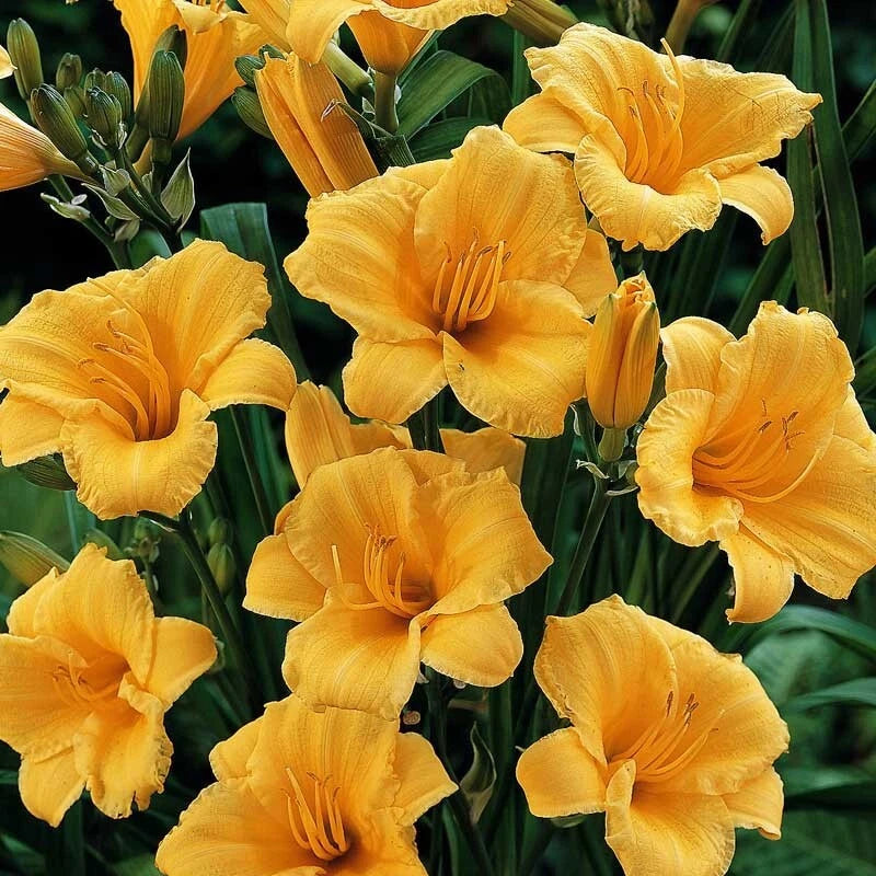30 GOLDEN YELLOW STELLA DE ORO DWARF REBLOOMING DAYLILY SEEDS Garden Plants