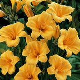 30 GOLDEN YELLOW STELLA DE ORO DWARF REBLOOMING DAYLILY SEEDS Garden Plants