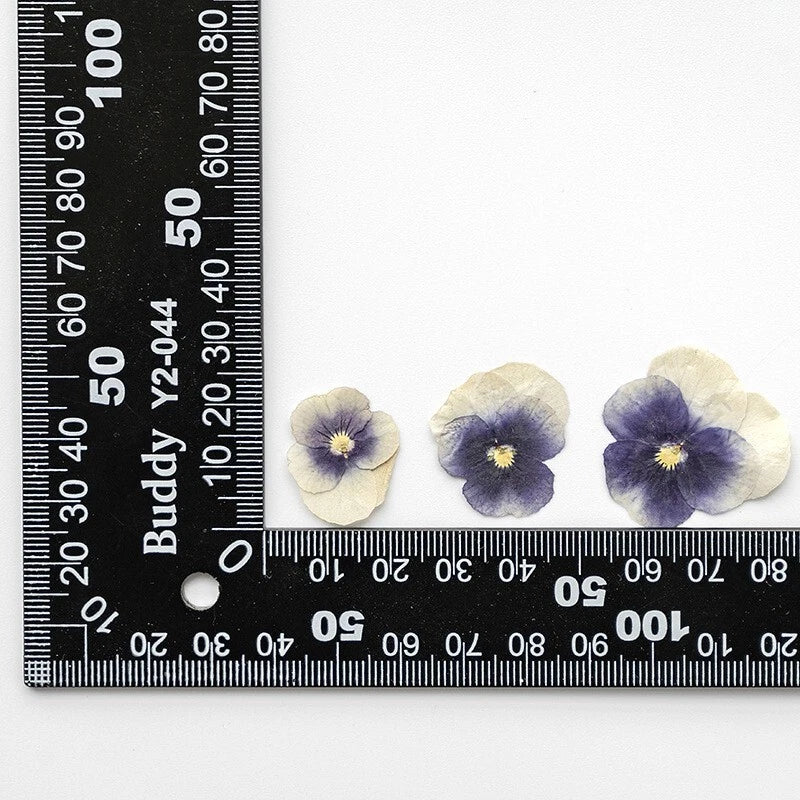 12-pack pressed pansy/viola dried flowers, pale white and lavender