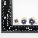 12PCS Real Pressed Dry Pansies/Violas Flower for art candle craft FSS47 #8 Dried Flower