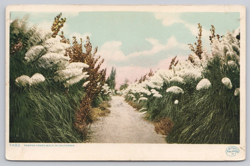 Postcard Pampas Grass Walk in California, UDB, Detroit Publishing A7456 Pampas Grass