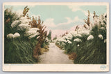 Postcard Pampas Grass Walk in California, UDB, Detroit Publishing A7456 Pampas Grass