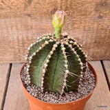 D5916 GYMNOCALYCIUM MIHANOVICHII OLD pot14-H12-W11 cm MaMa Cactus Green Plant