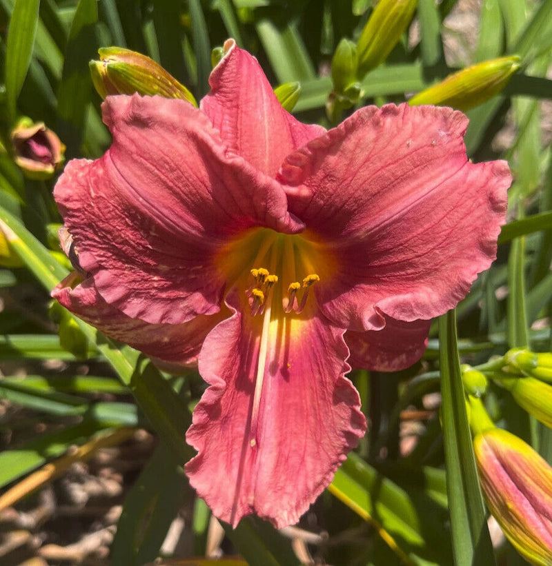 Daylily ROSY RETURNS rose pink Everblooming hemerocallis perennial plant 3+fan Green Plant