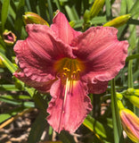 Daylily ROSY RETURNS rose pink Everblooming hemerocallis perennial plant 3+fan Green Plant
