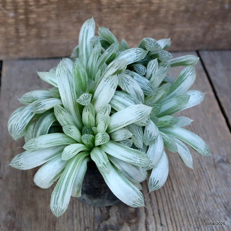 Haworthia cymbiformis succulent rosette with light green striped leaves