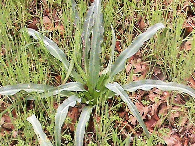 Soaproot lily plant with long wavy green-gray leaves